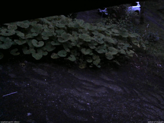 長野県菅平高原 ゆたか山荘 駐車場 2025/07/17 19:15