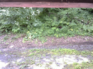 長野県菅平高原 ゆたか山荘 南側 2025/07/18 11:00