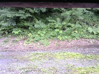 長野県菅平高原 ゆたか山荘 南側 2025/07/18 15:30