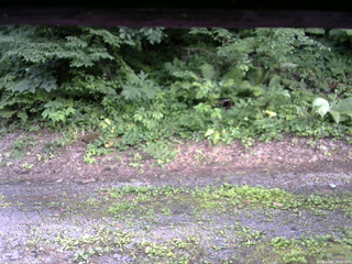 長野県菅平高原 ゆたか山荘 南側 2025/07/18 16:45