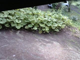 長野県菅平高原 ゆたか山荘 駐車場 2025/07/18 07:00