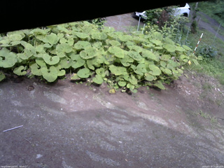 長野県菅平高原 ゆたか山荘 駐車場 2025/07/18 15:30