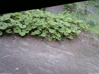 長野県菅平高原 ゆたか山荘 駐車場 2025/07/18 17:45