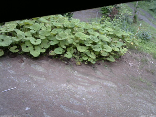 長野県菅平高原 ゆたか山荘 駐車場 2025/07/18 18:00