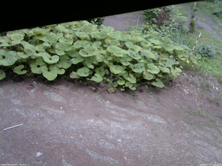 長野県菅平高原 ゆたか山荘 駐車場 2025/07/18 18:15