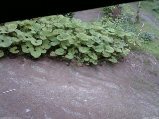 長野県菅平高原 ゆたか山荘 駐車場 2025/07/18 18:30