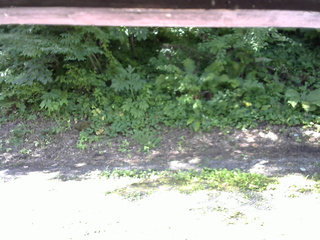 長野県菅平高原 ゆたか山荘 南側 2025/07/19 08:45