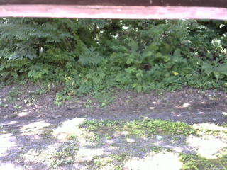 長野県菅平高原 ゆたか山荘 南側 2025/07/19 09:45