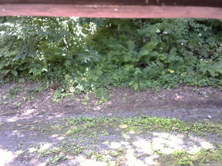 長野県菅平高原 ゆたか山荘 南側 2025/07/19 11:00