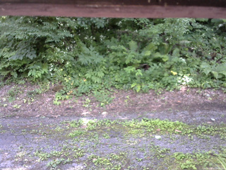 長野県菅平高原 ゆたか山荘 南側 2025/07/19 12:30