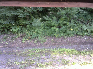 長野県菅平高原 ゆたか山荘 南側 2025/07/19 14:15