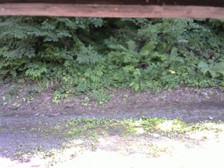 長野県菅平高原 ゆたか山荘 南側 2025/07/19 14:45