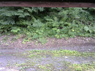 長野県菅平高原 ゆたか山荘 南側 2025/07/19 15:30