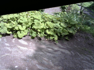 長野県菅平高原 ゆたか山荘 駐車場 2025/07/19 13:00