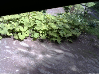 長野県菅平高原 ゆたか山荘 駐車場 2025/07/19 13:15