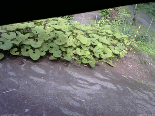 長野県菅平高原 ゆたか山荘 駐車場 2025/07/19 16:00