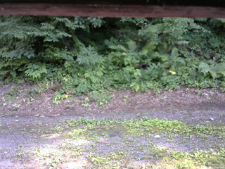 長野県菅平高原 ゆたか山荘 南側 2025/07/20 15:45