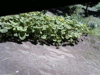 長野県菅平高原 ゆたか山荘 駐車場 2025/07/20 09:45