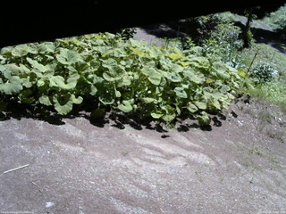 長野県菅平高原 ゆたか山荘 駐車場 2025/07/20 10:00