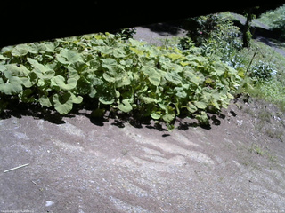 長野県菅平高原 ゆたか山荘 駐車場 2025/07/20 10:15