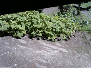 長野県菅平高原 ゆたか山荘 駐車場 2025/07/20 11:00