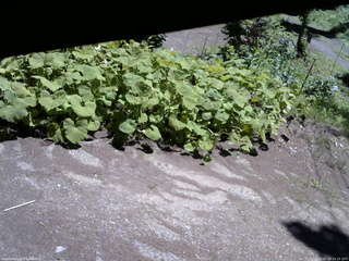 長野県菅平高原 ゆたか山荘 駐車場 2025/07/20 11:15