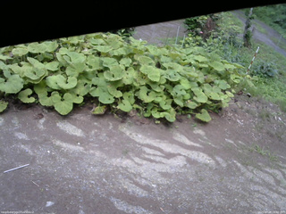 長野県菅平高原 ゆたか山荘 駐車場 2025/07/20 14:00