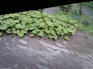長野県菅平高原 ゆたか山荘 駐車場 2025/07/20 15:15