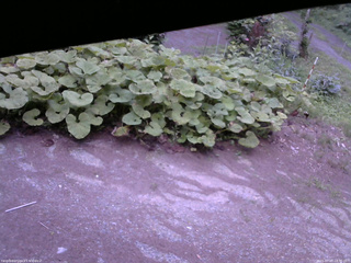 長野県菅平高原 ゆたか山荘 駐車場 2025/07/20 18:30