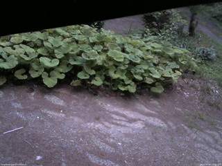 長野県菅平高原 ゆたか山荘 駐車場 2025/07/20 19:00