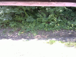 長野県菅平高原 ゆたか山荘 南側 2025/07/21 08:30