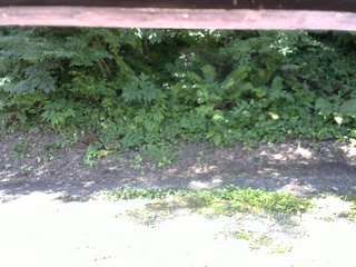 長野県菅平高原 ゆたか山荘 南側 2025/07/21 08:45