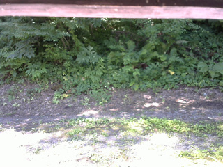 長野県菅平高原 ゆたか山荘 南側 2025/07/21 09:00