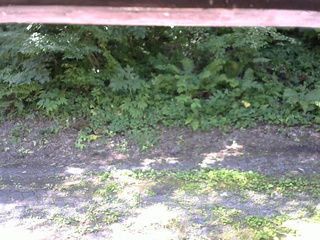 長野県菅平高原 ゆたか山荘 南側 2025/07/21 09:15