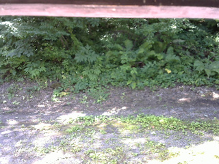 長野県菅平高原 ゆたか山荘 南側 2025/07/21 09:30