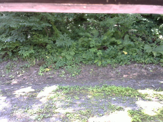 長野県菅平高原 ゆたか山荘 南側 2025/07/21 09:45