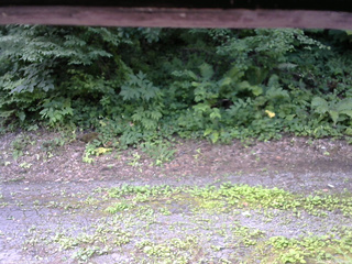 長野県菅平高原 ゆたか山荘 南側 2025/07/21 10:00