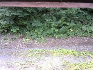 長野県菅平高原 ゆたか山荘 南側 2025/07/21 10:15