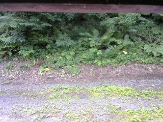 長野県菅平高原 ゆたか山荘 南側 2025/07/21 10:30