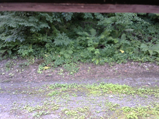 長野県菅平高原 ゆたか山荘 南側 2025/07/21 11:15