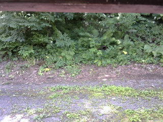 長野県菅平高原 ゆたか山荘 南側 2025/07/21 11:45