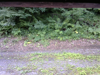 長野県菅平高原 ゆたか山荘 南側 2025/07/21 12:00