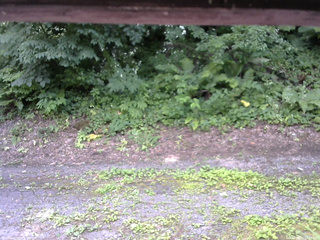 長野県菅平高原 ゆたか山荘 南側 2025/07/21 12:15