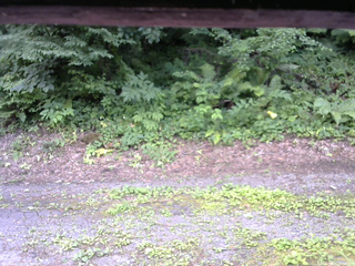 長野県菅平高原 ゆたか山荘 南側 2025/07/21 12:30