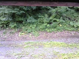 長野県菅平高原 ゆたか山荘 南側 2025/07/21 12:45