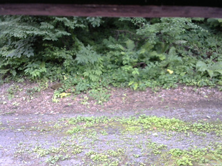 長野県菅平高原 ゆたか山荘 南側 2025/07/21 13:00