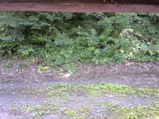 長野県菅平高原 ゆたか山荘 南側 2025/07/21 13:15