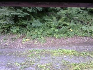 長野県菅平高原 ゆたか山荘 南側 2025/07/21 13:30