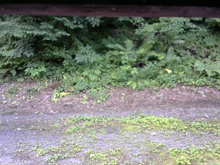 長野県菅平高原 ゆたか山荘 南側 2025/07/21 13:45