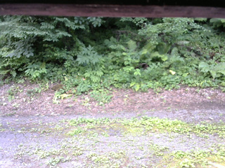 長野県菅平高原 ゆたか山荘 南側 2025/07/21 14:00